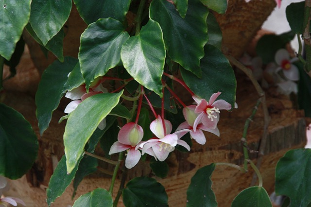 B. ‘solananthera Rosea?’
